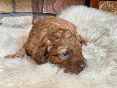 Cavapoo - Nina