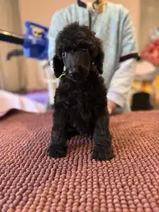 Óriás uszkár - Black Boy