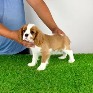Cavalier King Charles Spaniel - Tanja