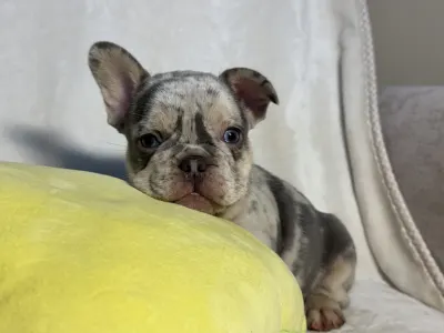 French Bulldog - Brúnó