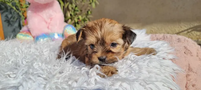 Biewer Terrier - Mira