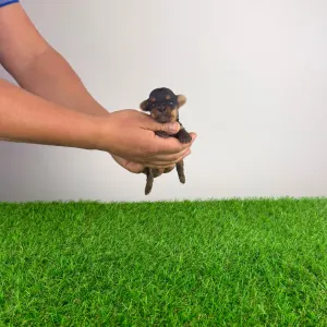 Yorkshire terrier - Hexi