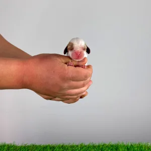 Cavalier King Charles Spaniel - Jakira