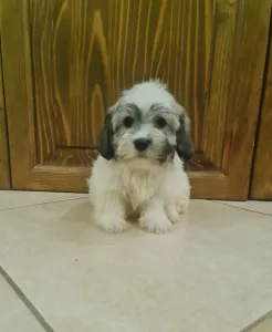 Havanese - Tina