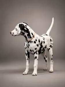 Dalmatien - Dalmatrix Falling Star