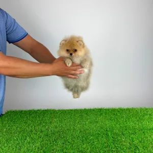Pomeranian - Diamond