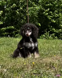 Barbone nano - Zuma ( Fci )