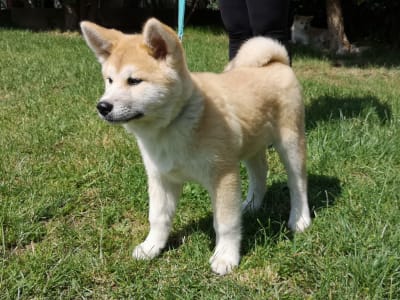 Akita Inu - Yuki Yanagi No Tani