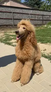 Poodle Standard - Jet’aime Charm