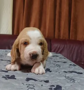 Basset Hound - "c" Alom