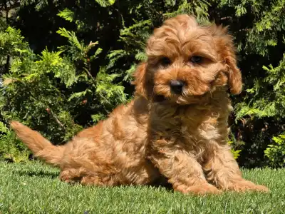 Cavapoo - Mike