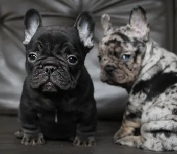 Francia bulldog - Wednesday