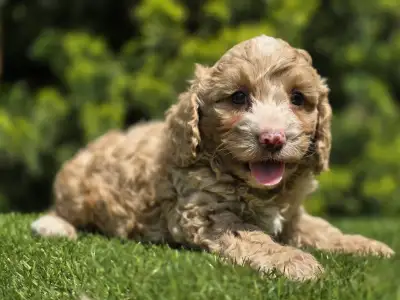Cavapoo - Terence
