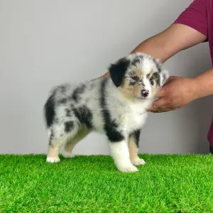 Australian Shepherd - Tamy