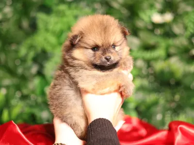 Pomeranian - Blaze💛