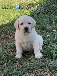 Labrador Retriver - Heroes Of Kelly Leon