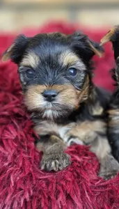 Yorkshire Terrier - Happy Day