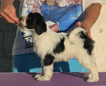 Tibeti terrier - Leroy