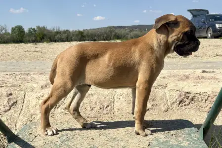 Cane Corso Italiano - Samuel