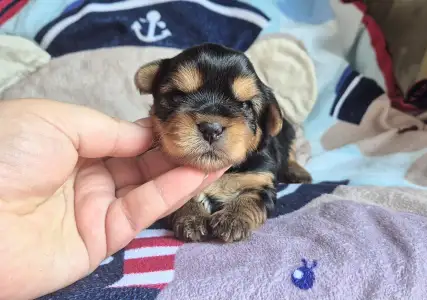 Yorkshire Terrier - Porsche Of Midsummer Nights Miracle 