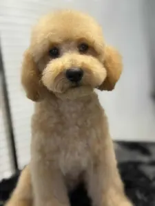 Cavapoo - Nóra