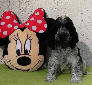 Cocker Spaniel anglais - Dancing Queen 