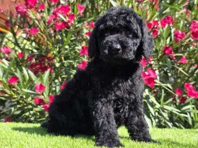 Cavapoo - Zeus