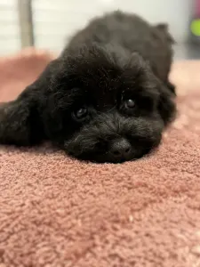 Zwergpudel - Dixie ( Toy Size )