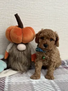 Törpe uszkár - Bobi