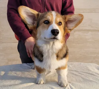 Welsh Corgi Pembroke - Hermes The Playful From Farm Of Happy Dogs