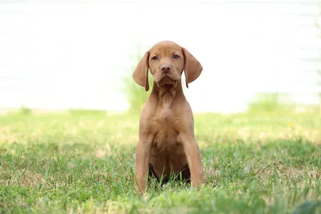 Rövidszőrű magyar vizsla - Repce