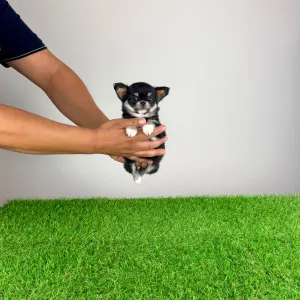 Chihuahua - Nici
