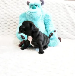 Francia bulldog - Horáció