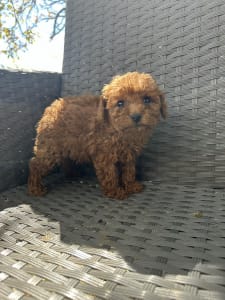 Poodle Miniature - Otis