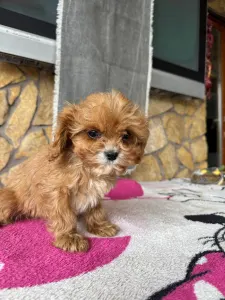 Cavapoo - Nara