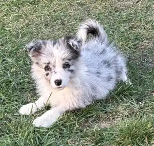 Border Collie - Ginny