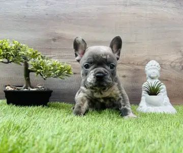French Bulldog - Alma 