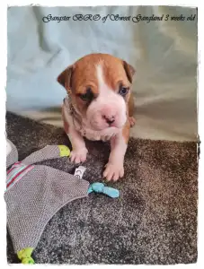 Amerykański staffordshire terier - Gangster Bro