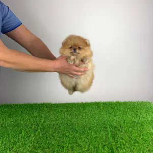 Poméranien - Quanto