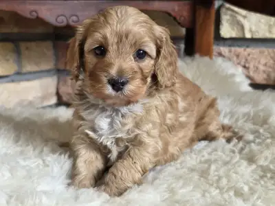Cavapoo - Silk