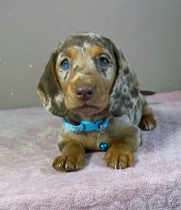 Dachshund - Chris