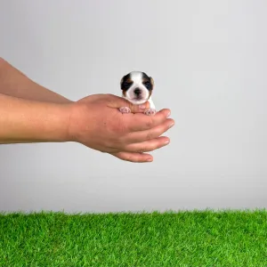 Biewer Terrier - Rolly