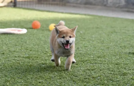 Shiba - Bravados Inori