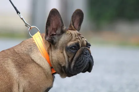 Französische Bulldogge - Hajósbulldy Milkman