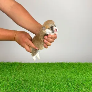 Pembroke Welsh Corgi - Aruna