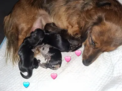 Dachshund - Black Jack