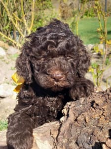 Lagotto Romanjolo - Aladár