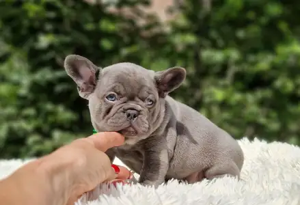 Französische Bulldogge - Balu