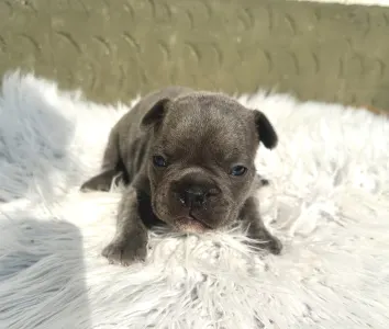 Bulldog francez - Carter