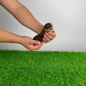 Yorkshire Terrier - Lemoro